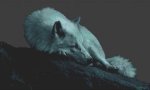 (image for) Blue Sentinel - Wolf
